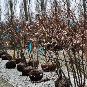 Prunus × subhirtella 'Autumnalis' 10-12 SS